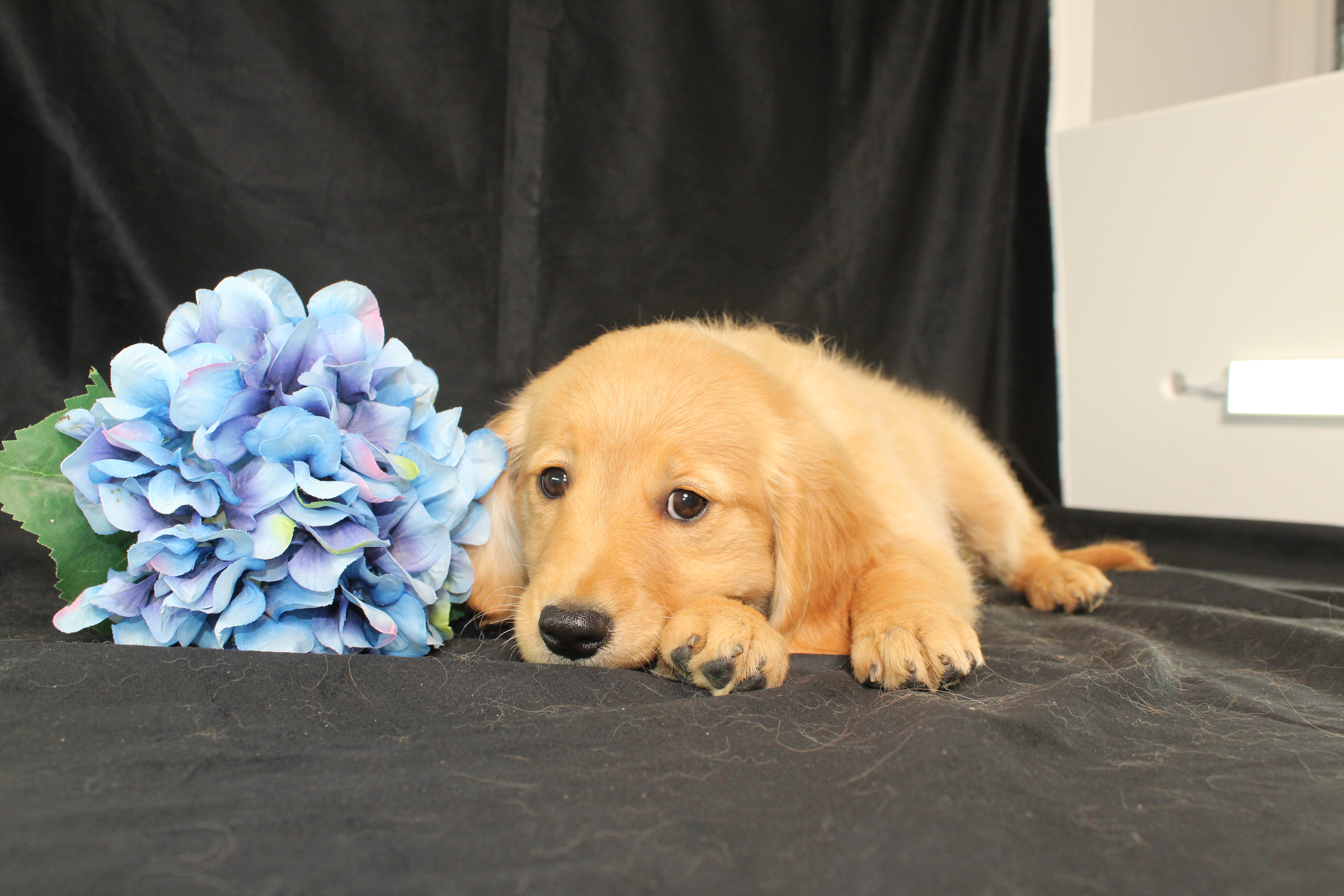 puppy, for, sale, Miniature Golden Retriever, Ivan J. Stoltzfus, dog, breeder, Dornsife, PA, dog-breeder, puppy-for-sale, forsale, nearby, find, puppyfind, locator, puppylocator, aca